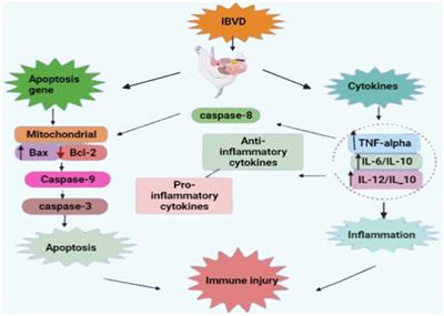 Phytochemicals: a promising approach to control infectious bursal disease